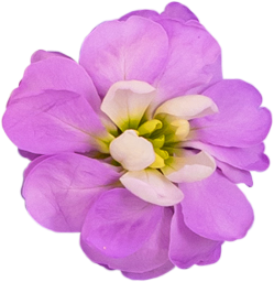 バイオレット花びら