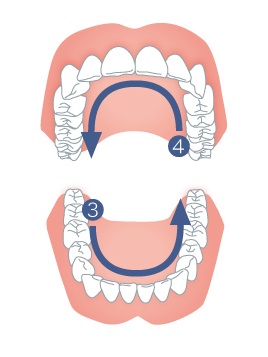 STEP2 歯の裏側をみがきます