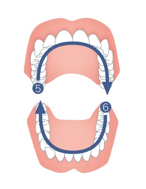 STEP3 歯のかみ合わせ面・奥歯をみがきます